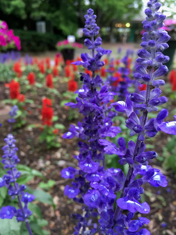 Botanischer Garten