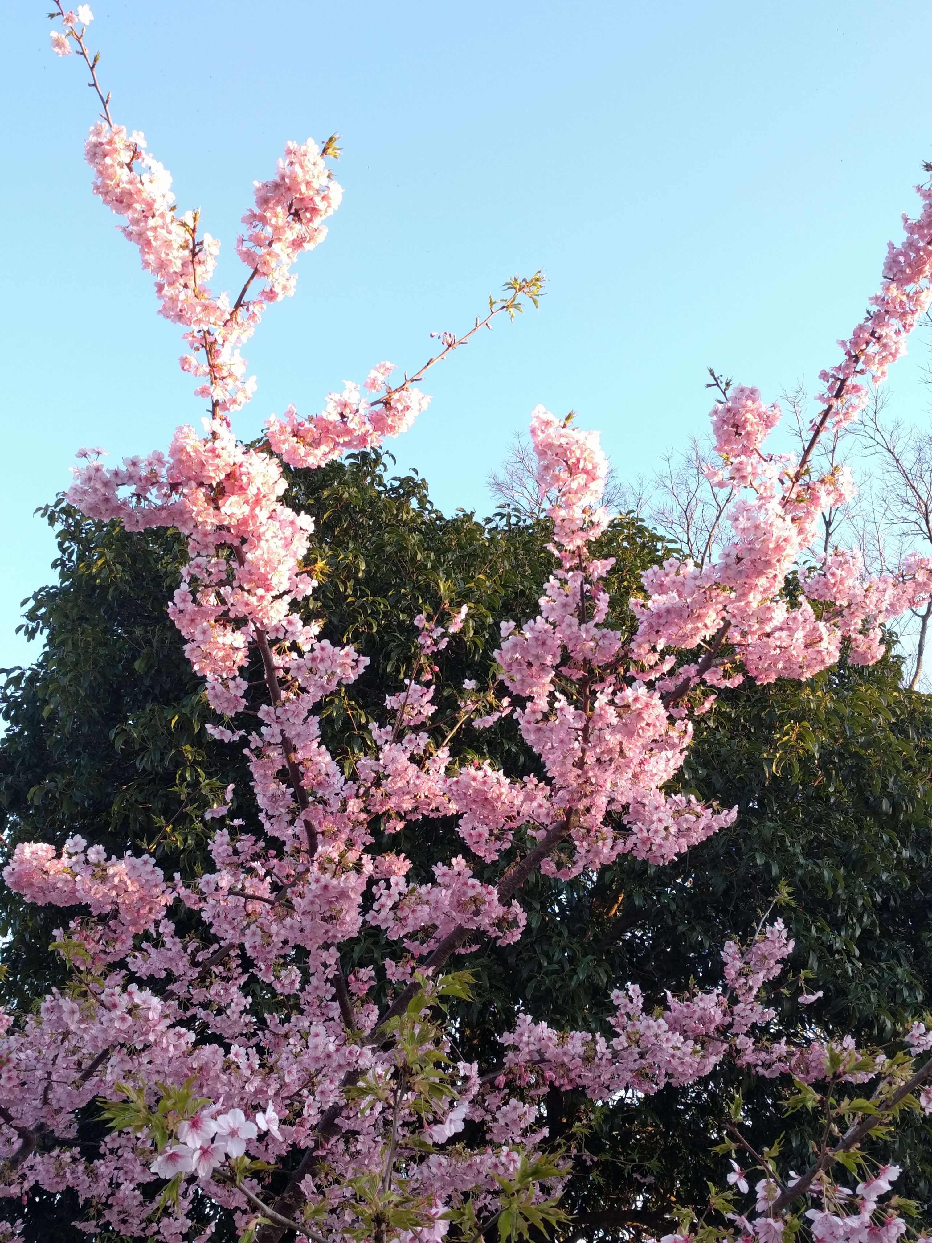 Kirschblüte