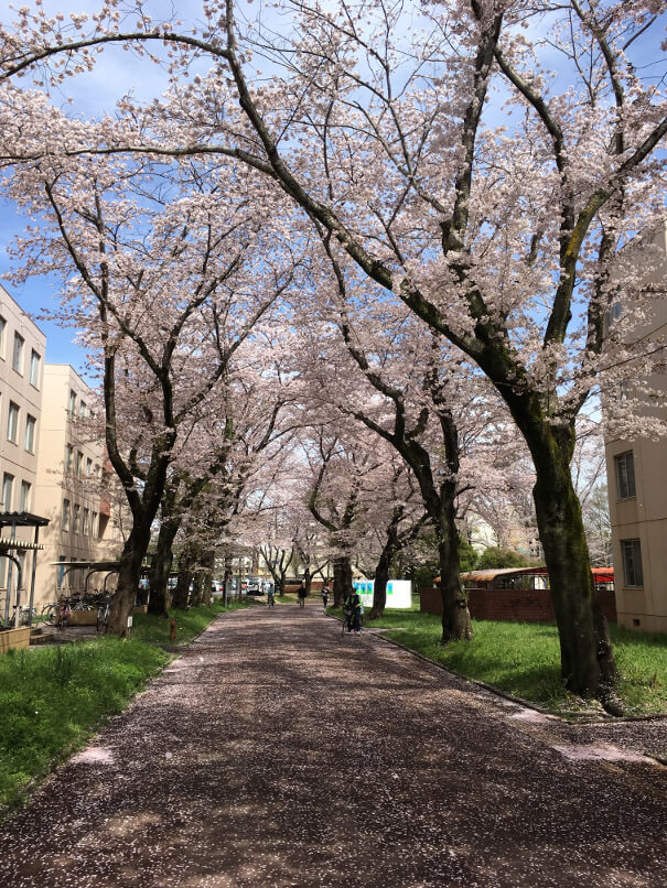 Again Cherry Blossoms