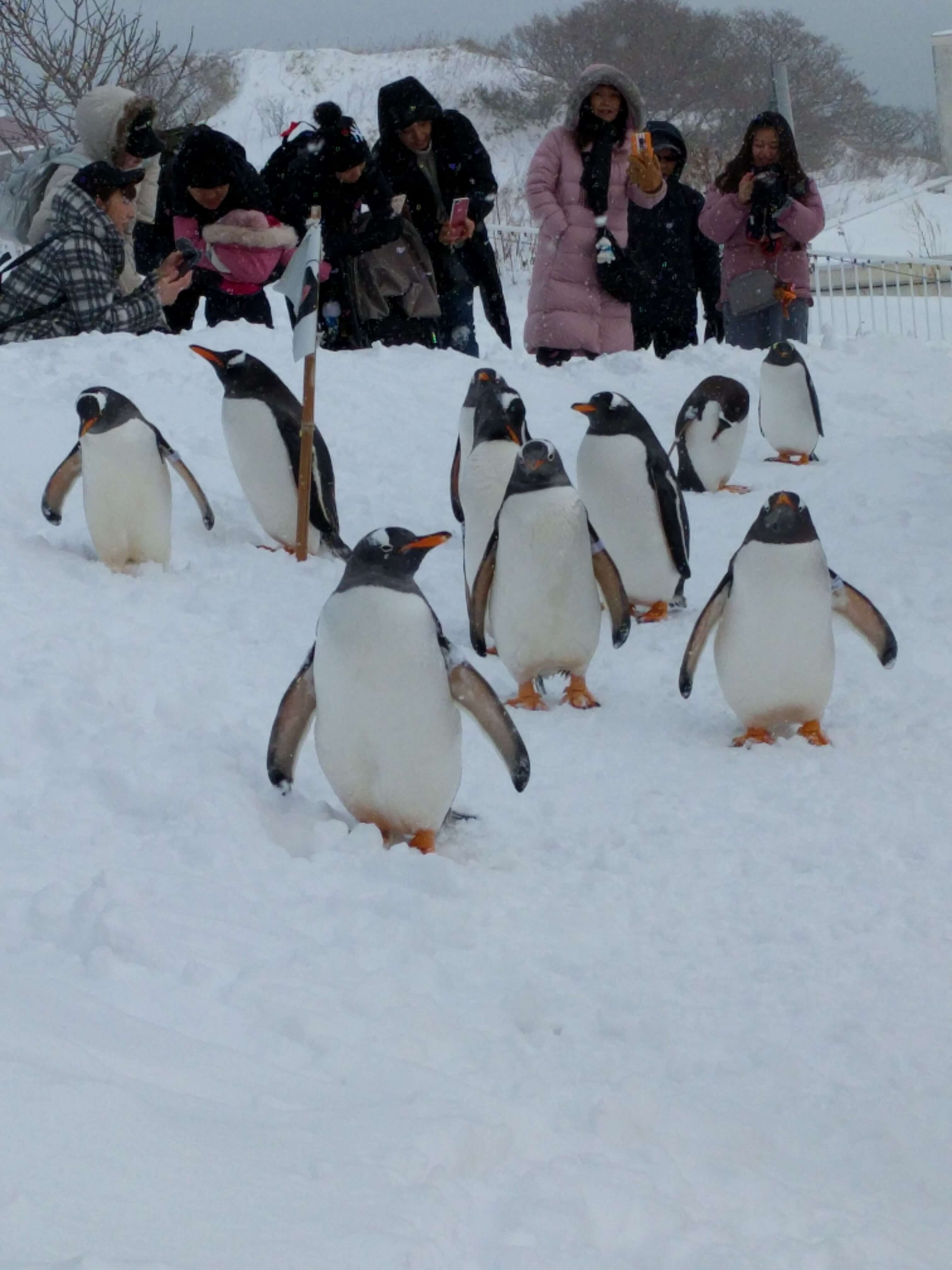 Pinguine